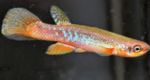 სურათი აკვარიუმის თევზი Rivulus, ჭრელი