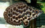 Spotted Wspinaczka Okoń, Leopard Krzak Ryby