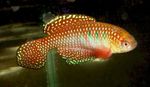 Фото Аквариумные Рыбки Симпсонихтис (Simpsonichthys), красный