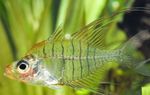 Гимноцханда Филаментоса слатководних риба  фотографија