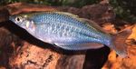 fotoğraf Akvaryum Balıkları Chilatherina, açık mavi