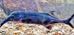 Nuotrauka Akvariumas Žuvys Dramblys Nosies Žuvis (Gnathonemus, Mormyrus), pilkas