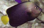 სურათი აკვარიუმის თევზი Chaetodontoplus, შავი