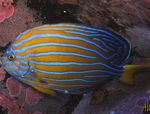 Bilde Akvariefisk Chaetodontoplus, stripete