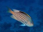 Photo Aquarium Fish Genicanthus, Striped