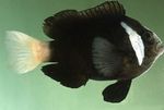 Amphiprion Mccullochi deniz balıkları (deniz suyu)  fotoğraf