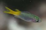 Photo Aquarium Fish Neopomacentrus, Green