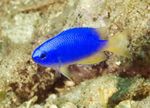 Bilde Akvariefisk Pomacentrus, blå