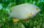 fotoğraf Akvaryum Balıkları Stegastes, beyaz