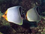 ნარინჯისფერი სახე Butterflyfish