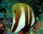 Orange-Stribede Koral Fisk