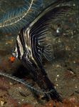 Фото Аквариумные Рыбки Платакс батавианус (Platax batavianus), полосатый