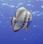 Фото Аквариумные Рыбки Платакс тейра (Длиннопёрый платакс) (Platax teira, Chaetodon teira), полосатый