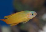 Nuotrauka Akvariumas Žuvys Vertintojas (Assessor), geltonas