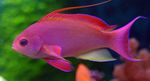 φωτογραφία τα ψάρια ενυδρείου Pseudanthias, Κόκκινος