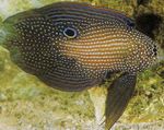 Calloplesiops მარინე თევზი (ზღვის წყალი)  სურათი