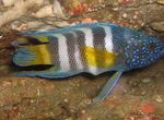 Paraplesiops მარინე თევზი (ზღვის წყალი)  სურათი