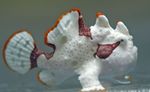 Frogfish Verruqueux (De Poissons Crapauds De Clown)