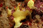 Photo Warty frogfish (Clown frogfish) (Antennarius maculatus), Spotted