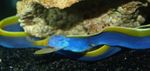 Photo Les Poissons d'Aquarium Ruban Bleu Anguille (Rhinomuraena quaesita), Bleu