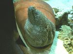 Фото Аквариумные Рыбки Гимноторакс леопардовый (Ячеистая мурена) (Gymnothorax favagineus), пятнистый
