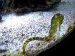 Foto Akvārija Zivis Tiger Aste Jūras Zirdziņš (Hippocampus comes), dzeltens