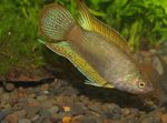 фотографија Акваријумске Рибице Мацроподус Цхиненсис (Macropodus chinensis), браон