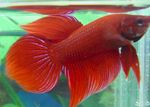 fotografija Siamski Boji Ribe (Betta splendens), rdeča