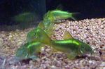 fotografie Akvarijné Ryby Corydoras Aeneus, zelená