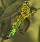 fotoğraf Akvaryum Balıkları Lebistes (Poecilia reticulata), yeşil