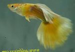 Photo Aquarium Fish Guppy (Poecilia reticulata), Yellow