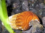 კურდღლის Snail Tylomelania