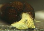სურათი წყლის მოლუსკები კურდღლის Snail Tylomelania (Tylomelania towutensis), ყვითელი