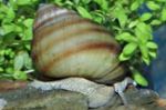Bilde Ferskvann Musling Japanese Lemmen Snail (Dam) (Viviparus), beige