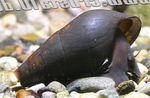 Photo Freshwater Clam Potadoma Moerchi, brown