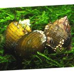 Photo Freshwater Clam Hairly Snail (Thiara cancellata), yellow