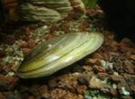 Photo Freshwater Clam Painter's Mussels (Unio pictorum), green