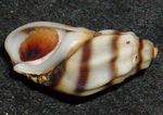 Photo Freshwater Clam Melanopsis Costata (Melanopsis-costata), striped