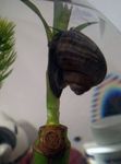 фотографија Слатководна Шкољка Mystery Snail, Apple Snail (Pomacea bridgesii), црн