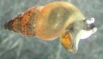 fotografija Sladkovodnih školjk Nova Zelandija Blato Polž (Potamopyrgus antipodarum), bež