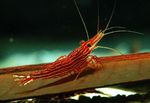 წითელი ხაზი Shrimp