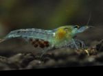 სურათი აკვარიუმი ატამი Shrimp, Marbled ჯუჯა Shrimp, Redback Shrimp კრევეტი (Neocaridina palmata), ლურჯი