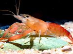 Photo Aquarium Macrobrachium shrimp, red