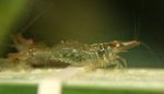 照 水族馆 樱花虾 (Paratya australiensis), 褐色