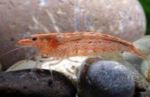 Photo Aquarium  shrimp (Potimirim americana), red