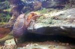 Foto Akvarium Kakerlak Krebs krabbe (Aegla platensis), brun