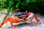 Pacific მიწის Crab, Rainbow Crab