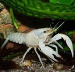 фотографија Акваријум Red Swamp Crayfish рак (Procambarus clarkii), бео