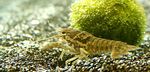 mynd Fiskabúr Svartur Mottled Crayfish krabbamein (Procambarus enoplosternum), brúnt