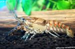 照 水族馆 克氏原螯Spiculifer 小龙虾 (Procambarus spiculifer), 褐色
